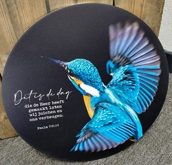 Muurcircel ijsvogel